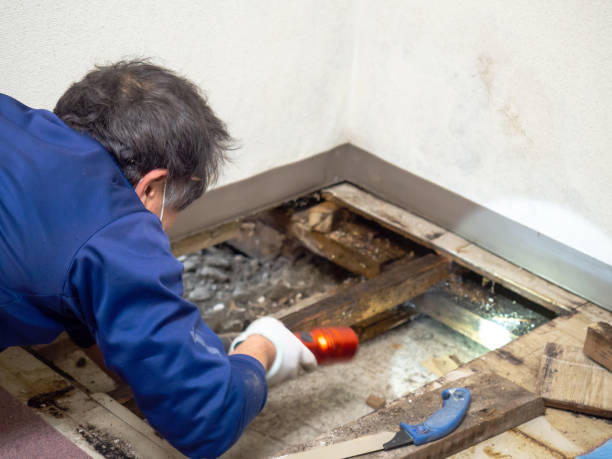 Best Crawl Space Mold Remediation in Glen Ridge, NJ