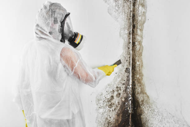 Best Post-Flood Mold Remediation in Glen Ridge, NJ