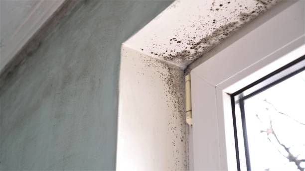 Best HVAC Mold Remediation in Glen Ridge, NJ