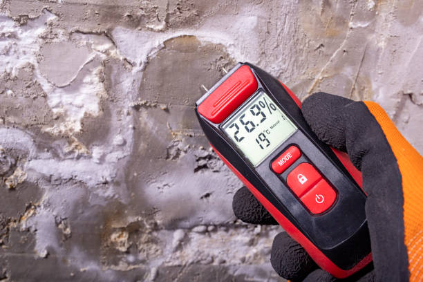Best White Mold Remediation in Glen Ridge, NJ