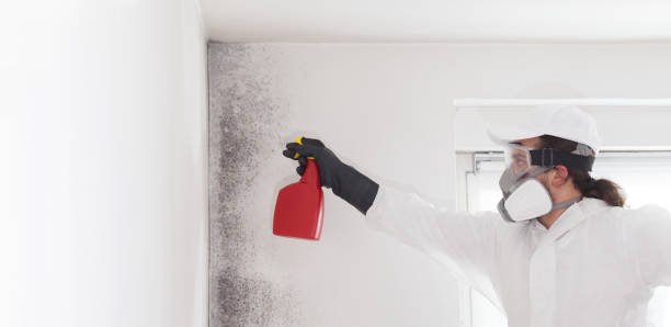 Best DIY Mold Remediation Support Services in Glen Ridge, NJ