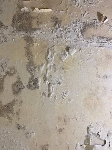 Best Preventive Mold Services in Glen Ridge, NJ
