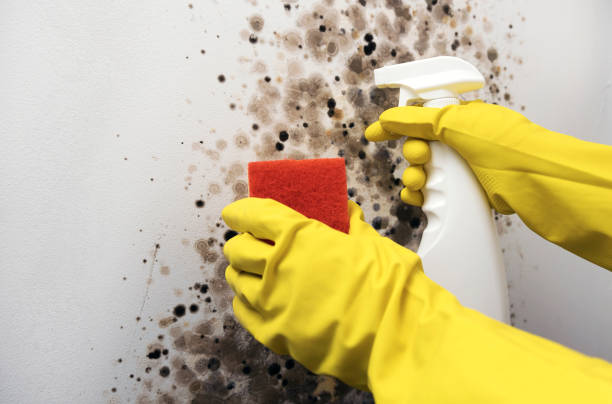 Professional Mold Remediation in Glen Ridge, NJ