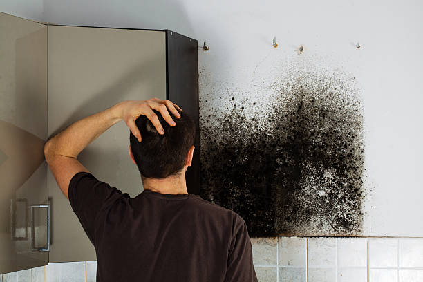 Best Post-Flood Mold Remediation in Glen Ridge, NJ