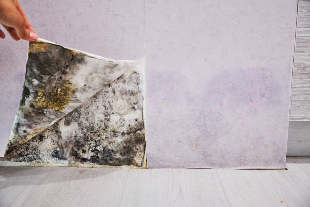 Best Emergency Mold Remediation in Glen Ridge, NJ